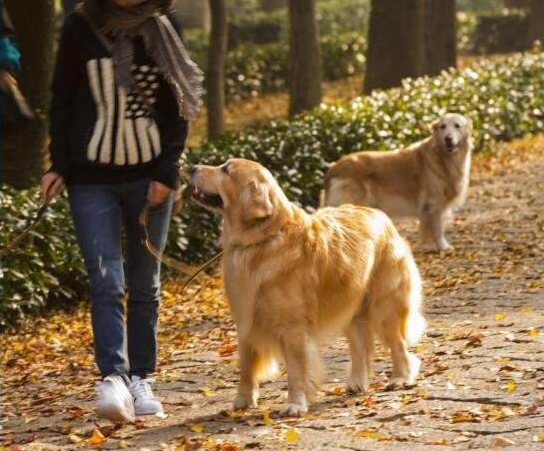 伴侣犬是人类的另一个“孩子”