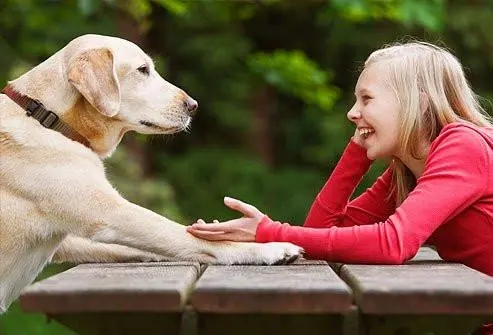 精神医疗抚慰犬对自闭症儿童共情能力的干预效果显著