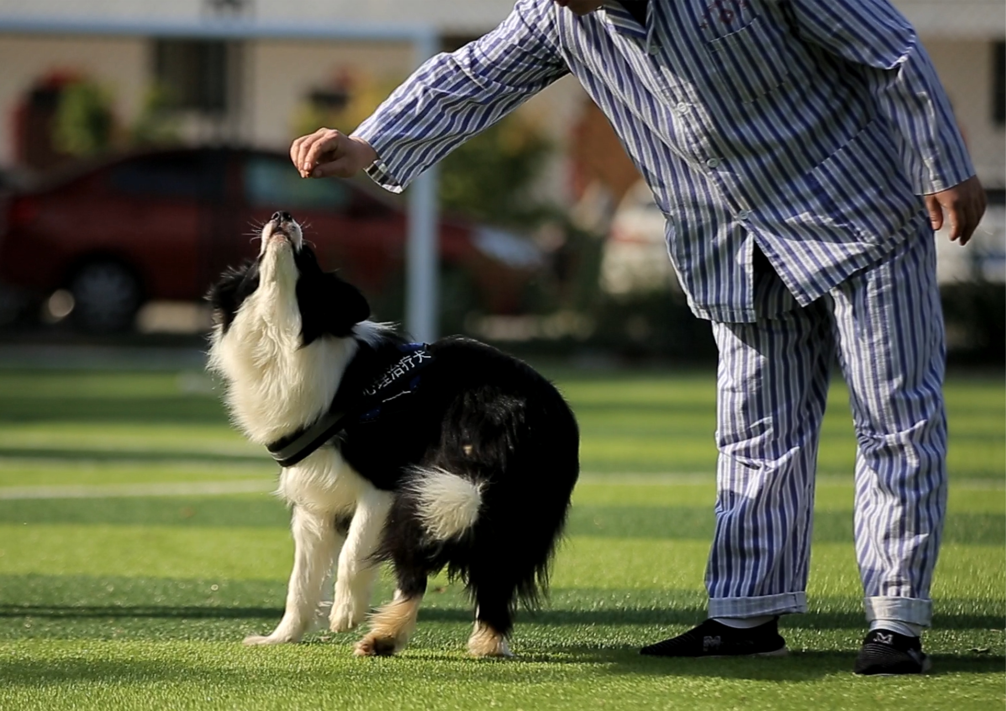 精神辅助犬对于双相情感障碍的应用分析