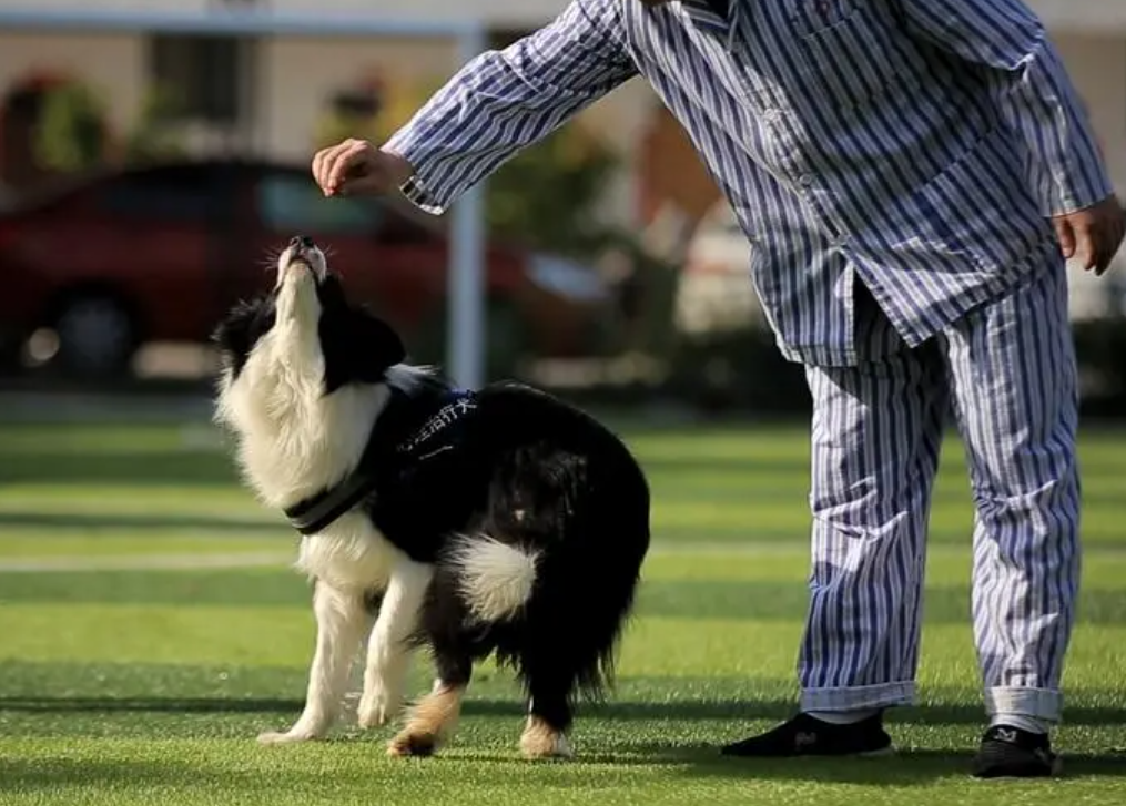 精神抚慰犬陪你远离他人的精神控制