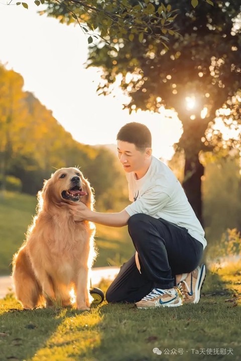 精神抚慰犬在焦虑型依恋人格中的应用