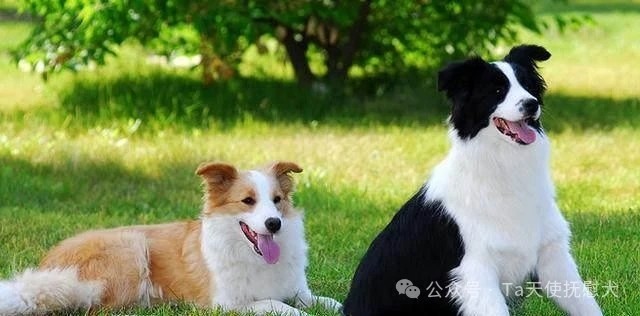 创伤后应激障碍中抚慰犬的应用