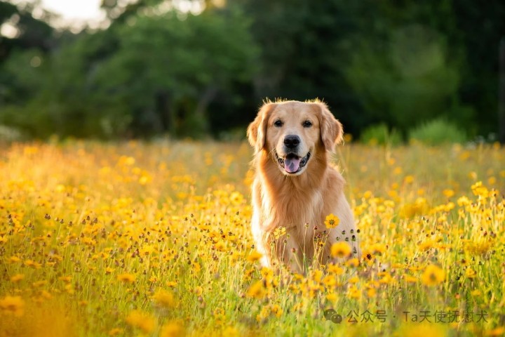 精神抚慰犬在表演型人格中的应用