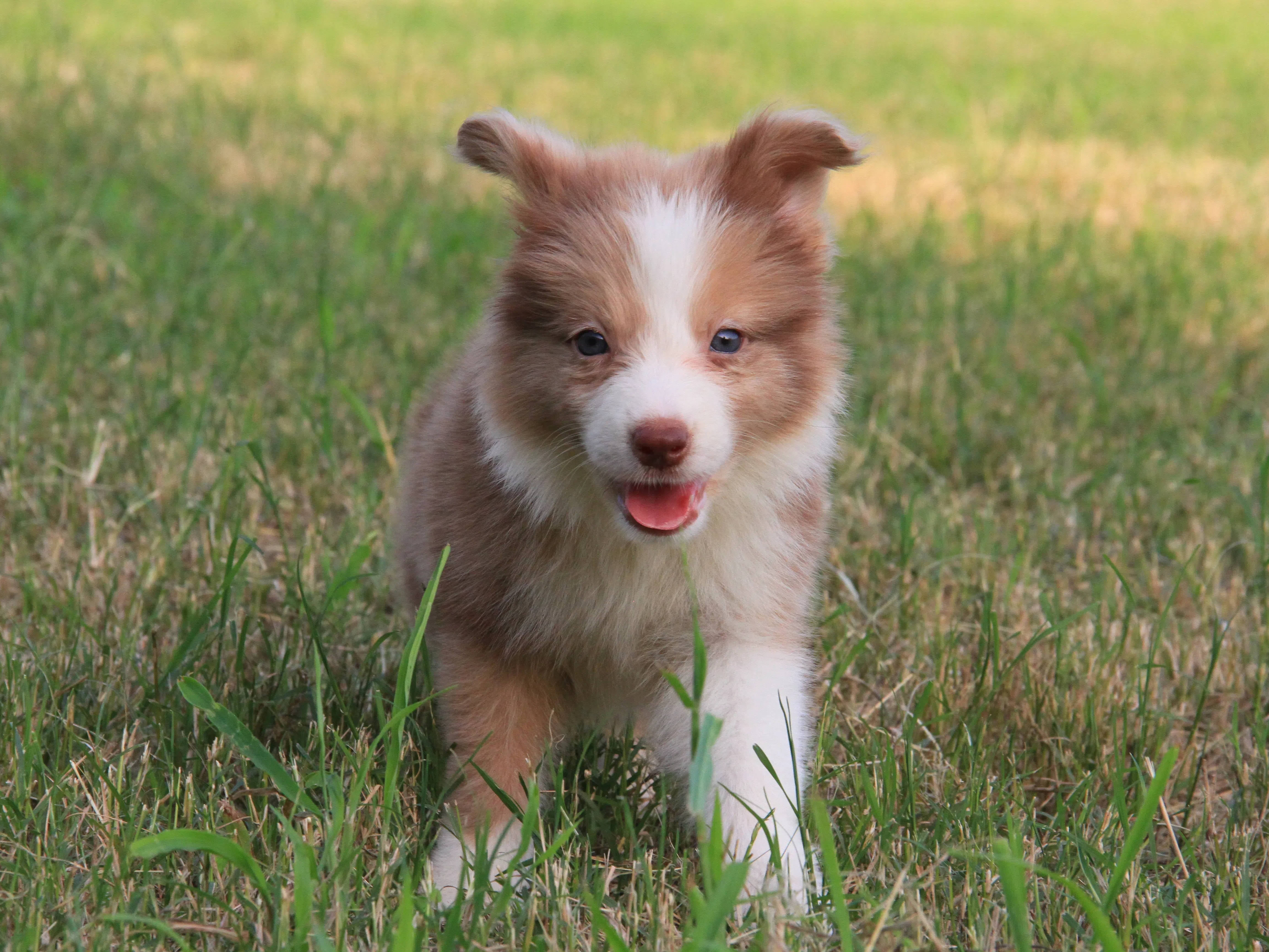 抚慰犬帮你脱离沉没成本的束缚