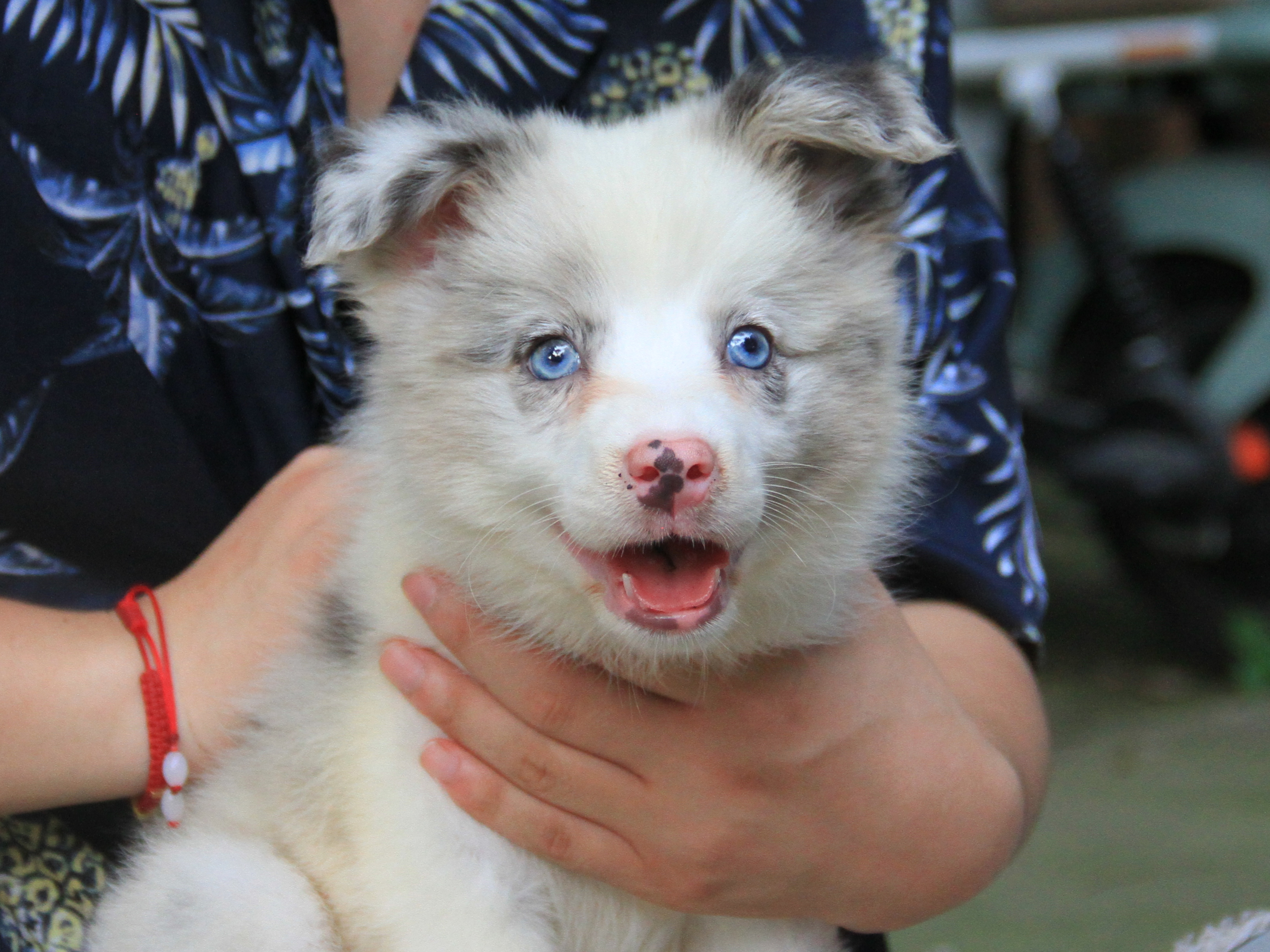 抚慰犬帮你渡过情绪失控