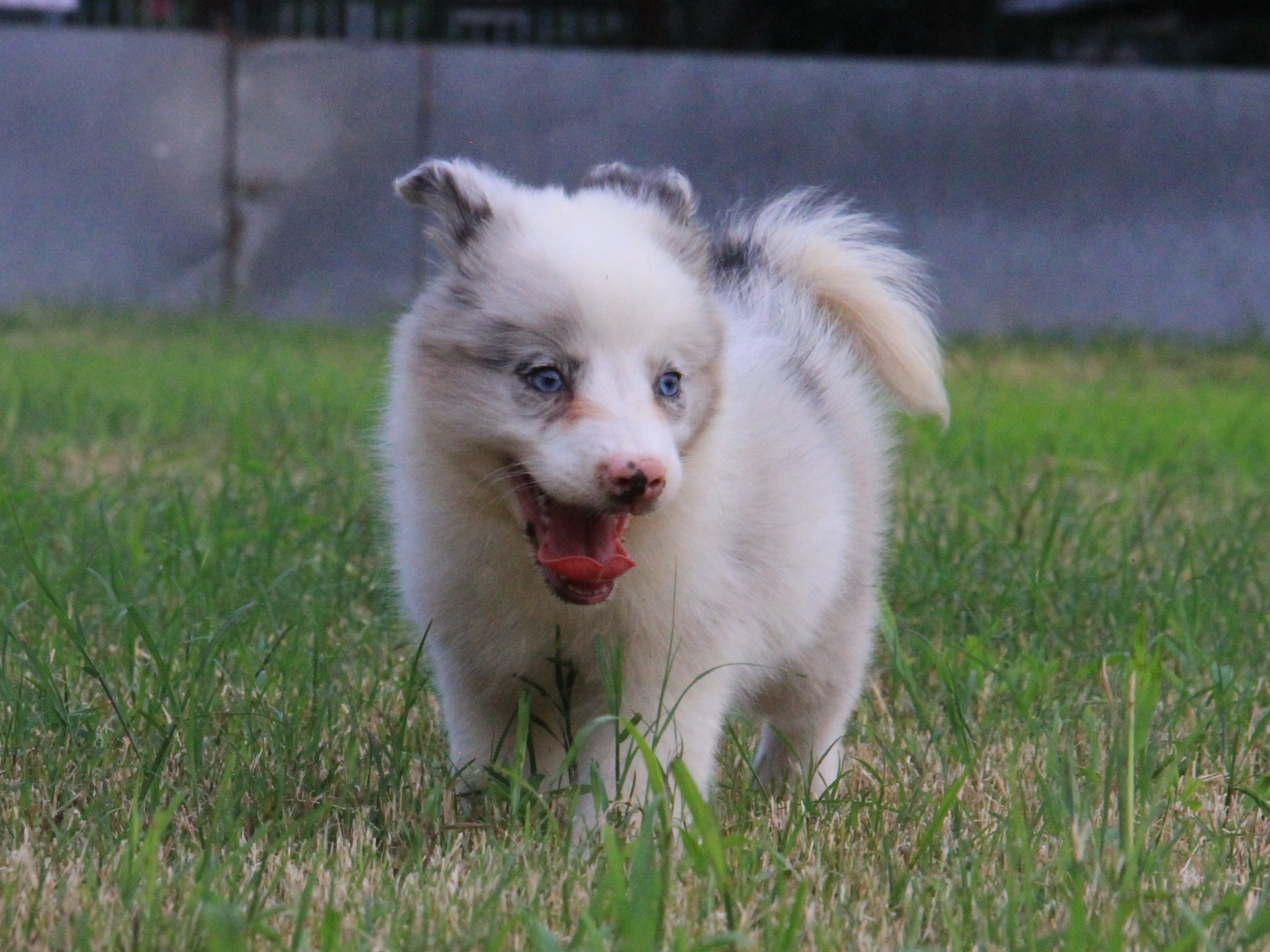 抚慰犬帮她走出工作焦虑