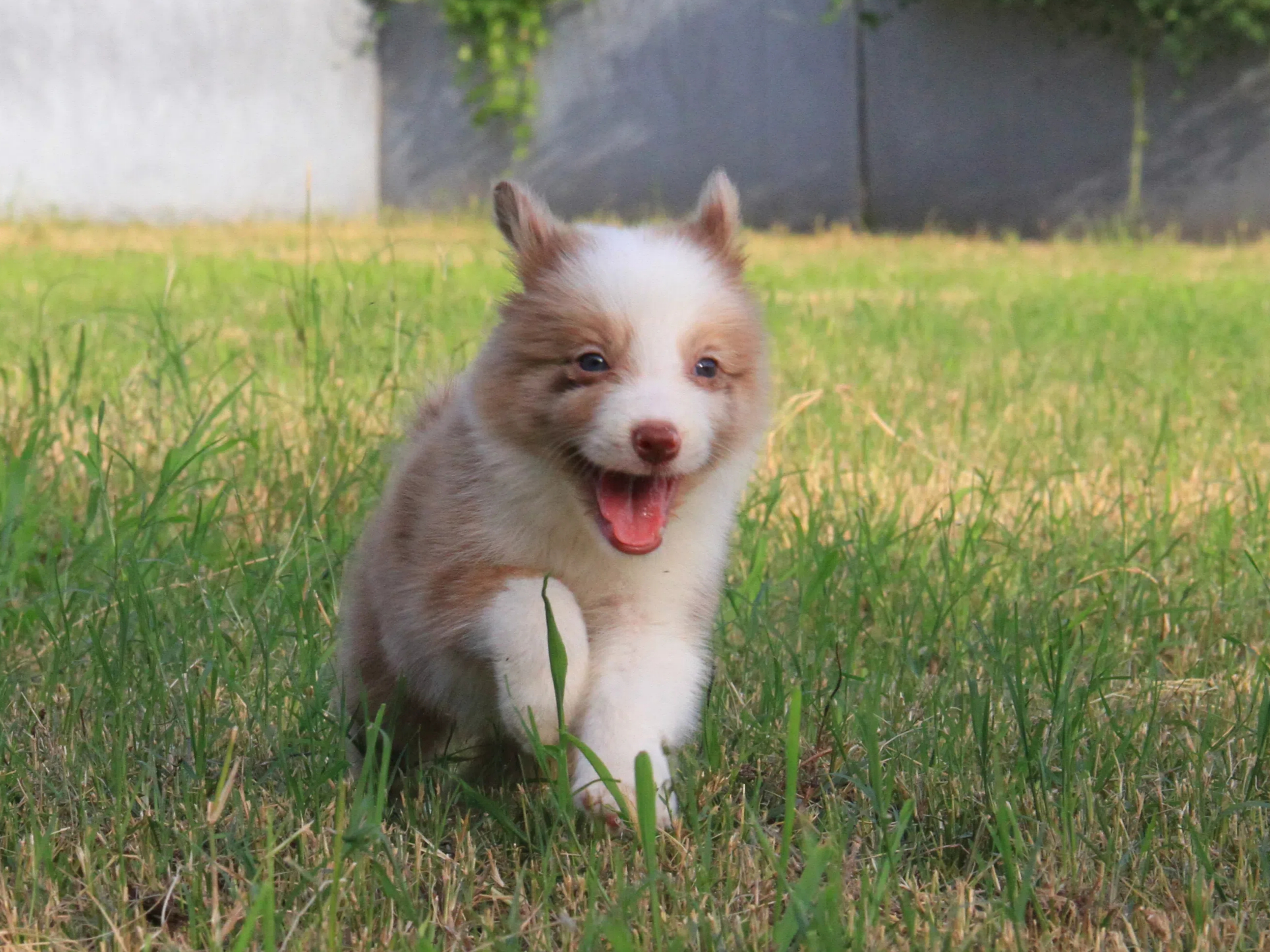 抚慰犬帮助他走出校园霸凌的阴影