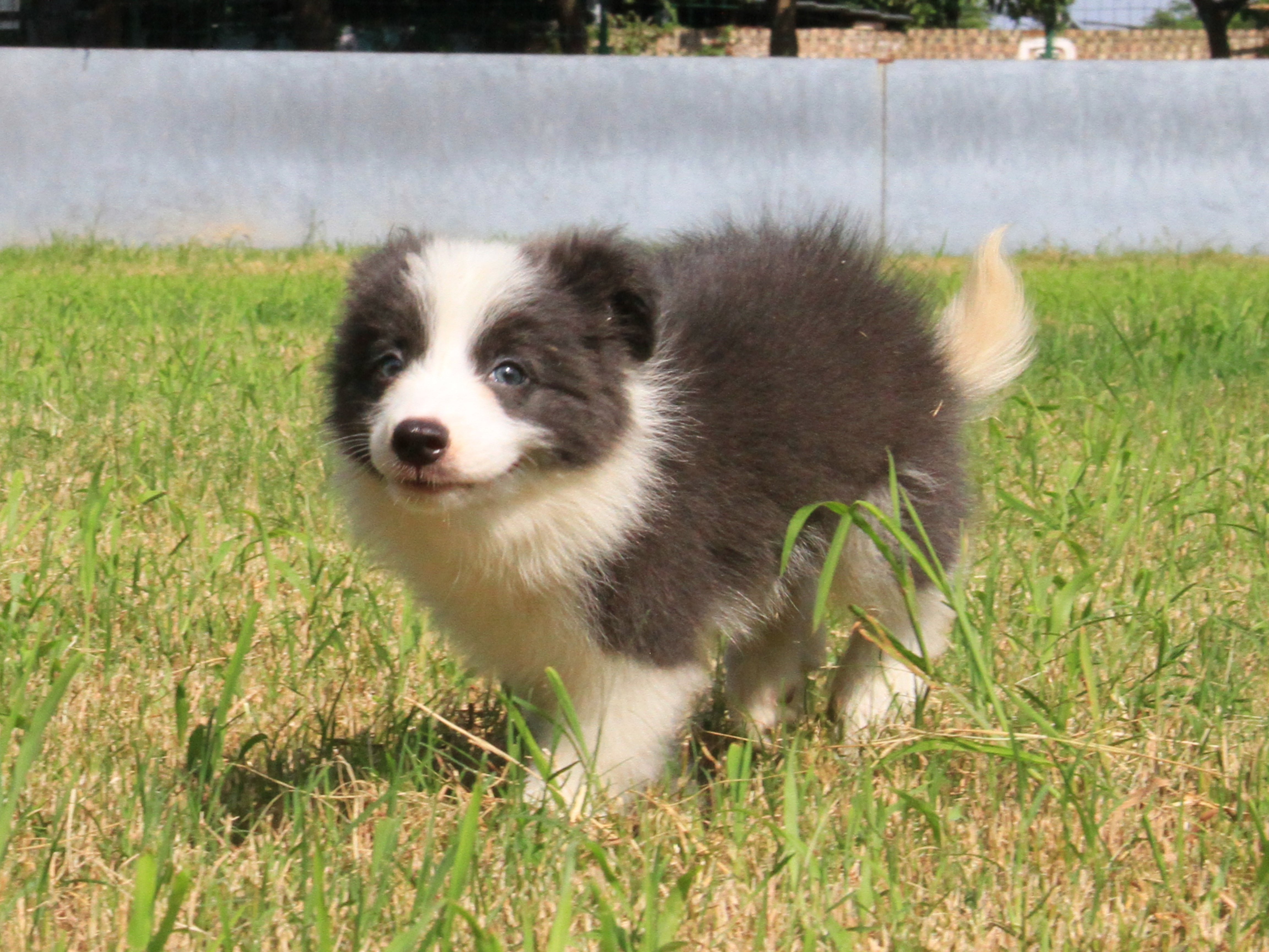 抚慰犬帮你走出自罪思维