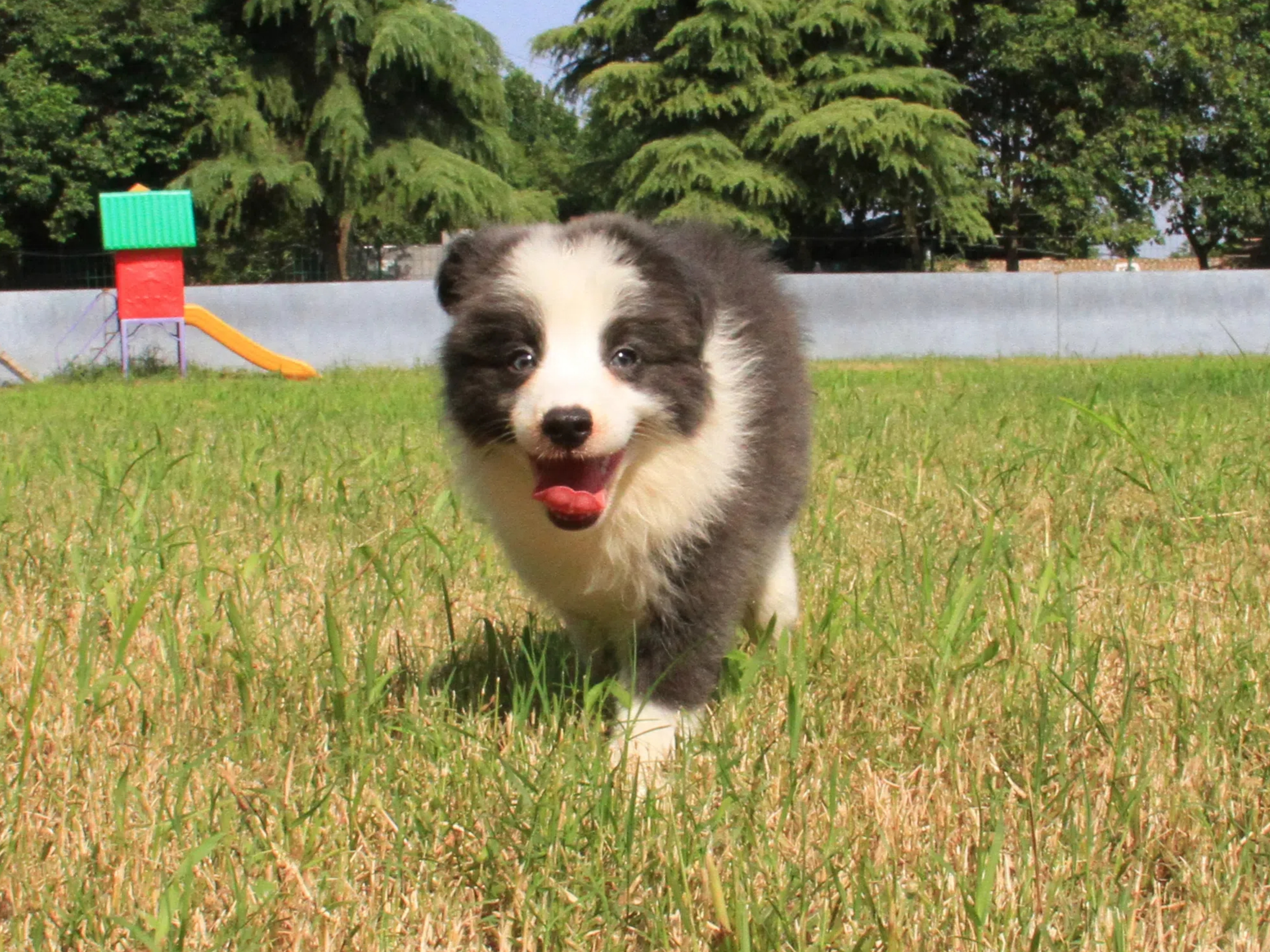 “佛系”青年与抚慰犬的静谧世界：一场心灵的邂逅