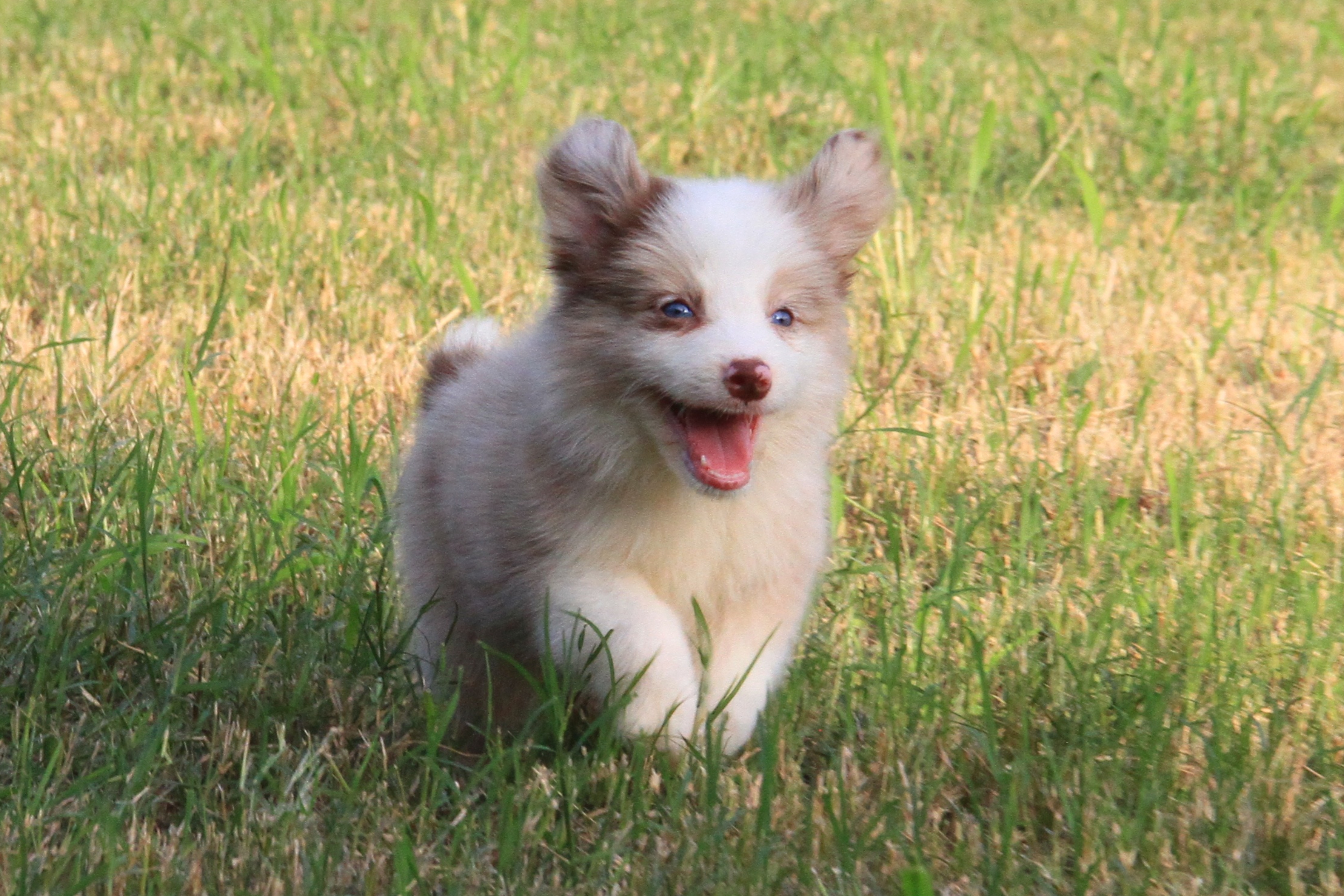 抚慰犬帮助孩子自我激励