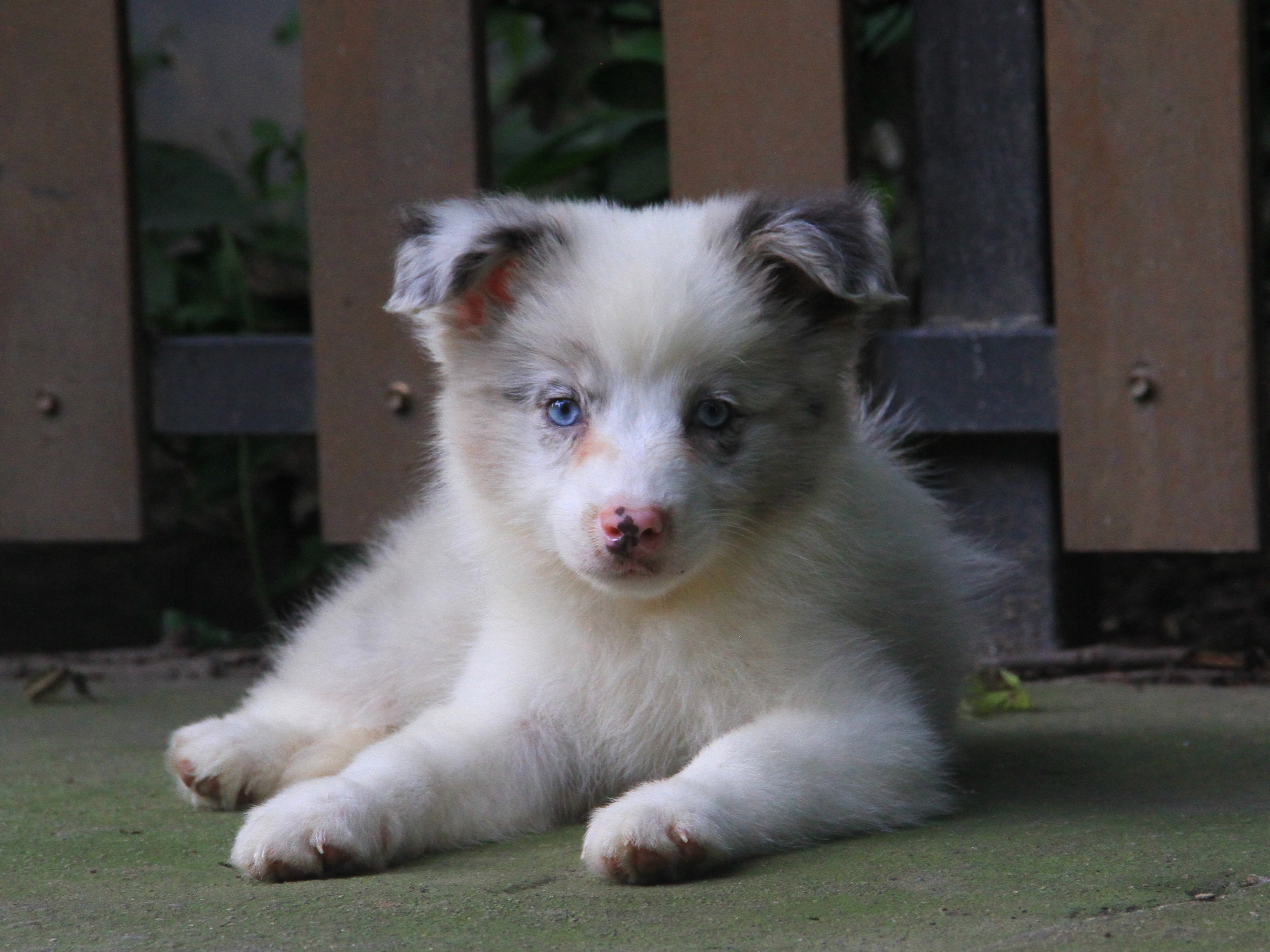 抚慰犬与留守儿童的温暖邂逅