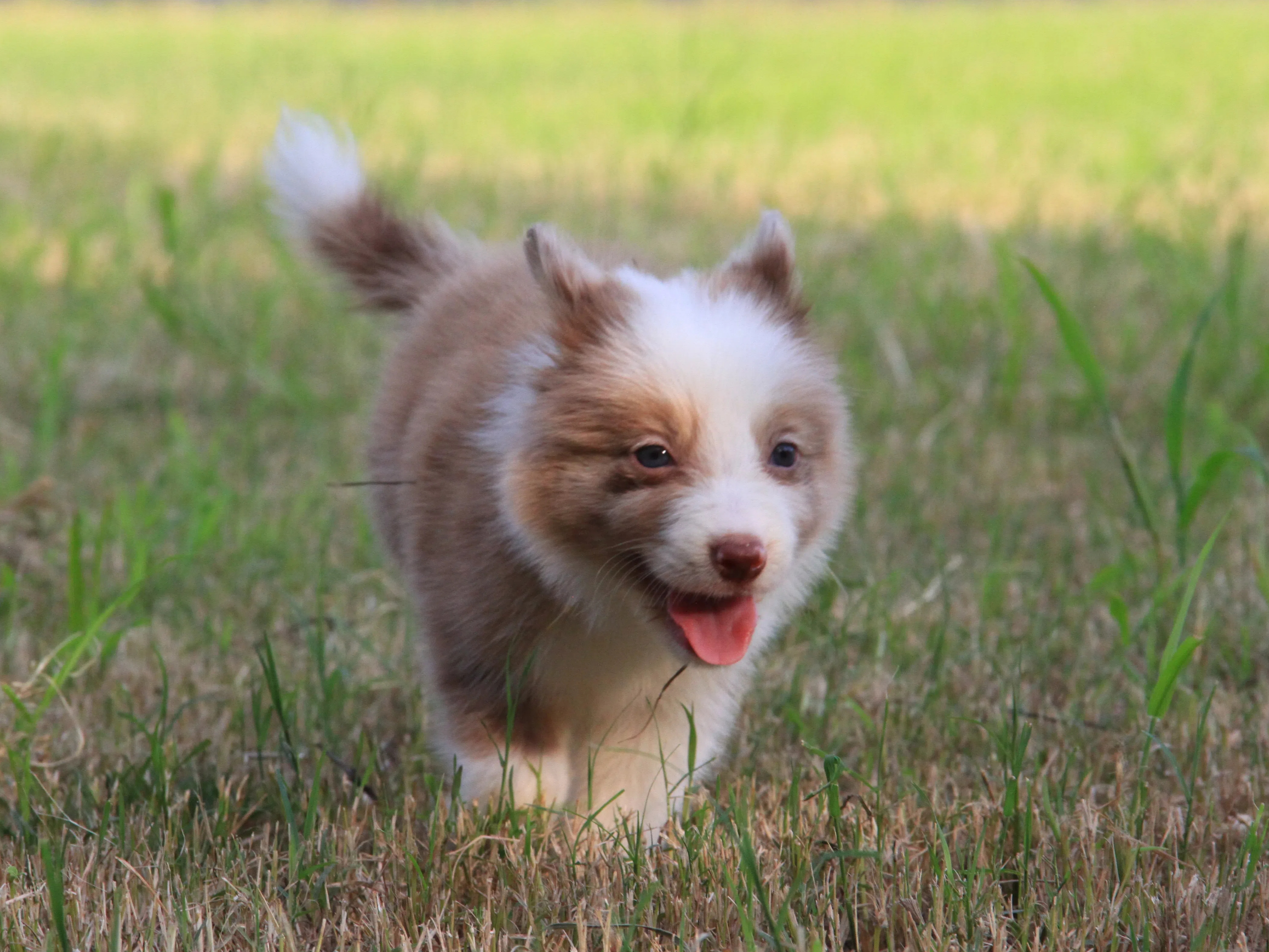 抚慰犬与基地老师携手，助力修复亲子关系