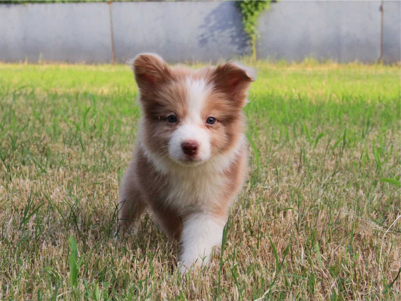 抚慰犬帮助走出药物副作用带来的阴霾