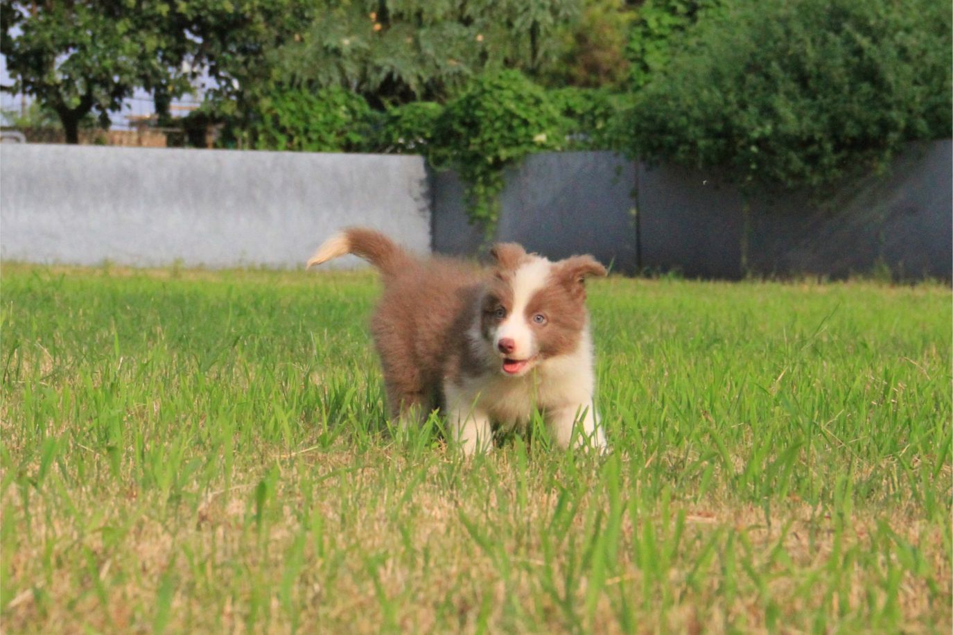 完美主义的困境与精神抚慰犬的疗愈之旅