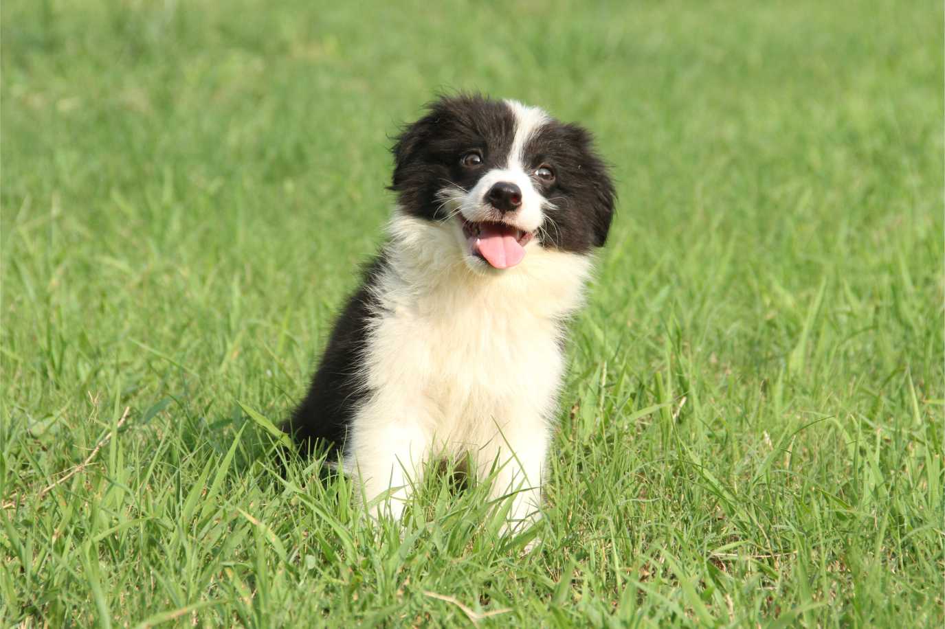 抚慰犬与基地老师携手，助力修复亲子关系