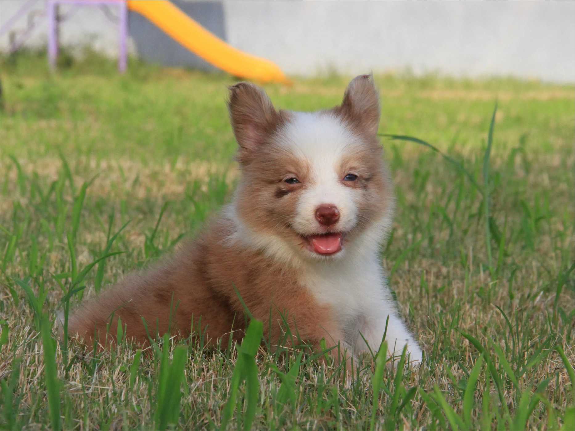 抚慰犬为孩子的自我成长引路