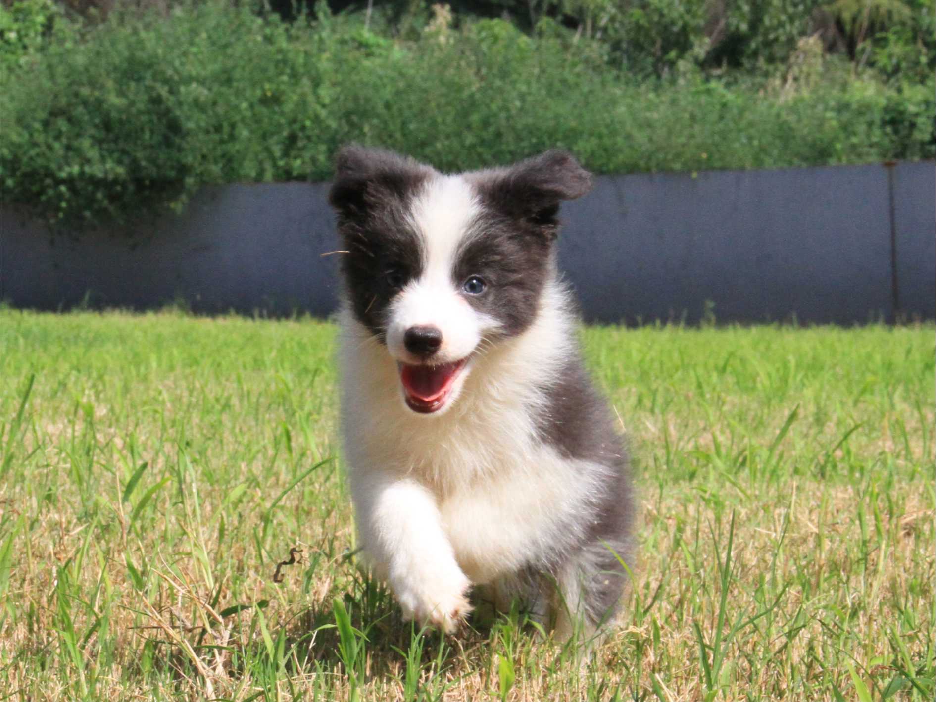 从“社牛”到“社懒”，抚慰犬不变的心理后盾