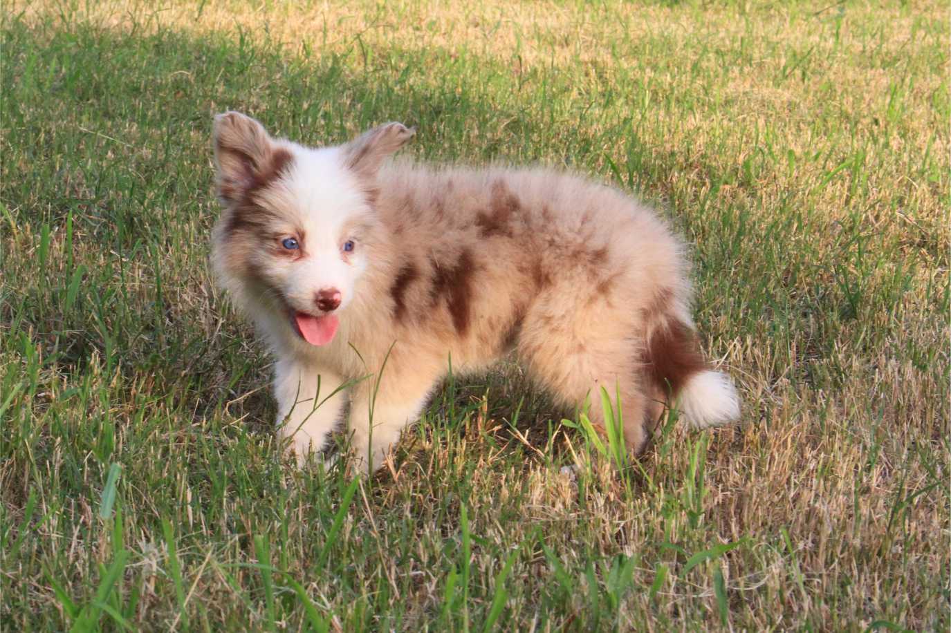 抚慰犬助力打破“精神内耗”的怪圈