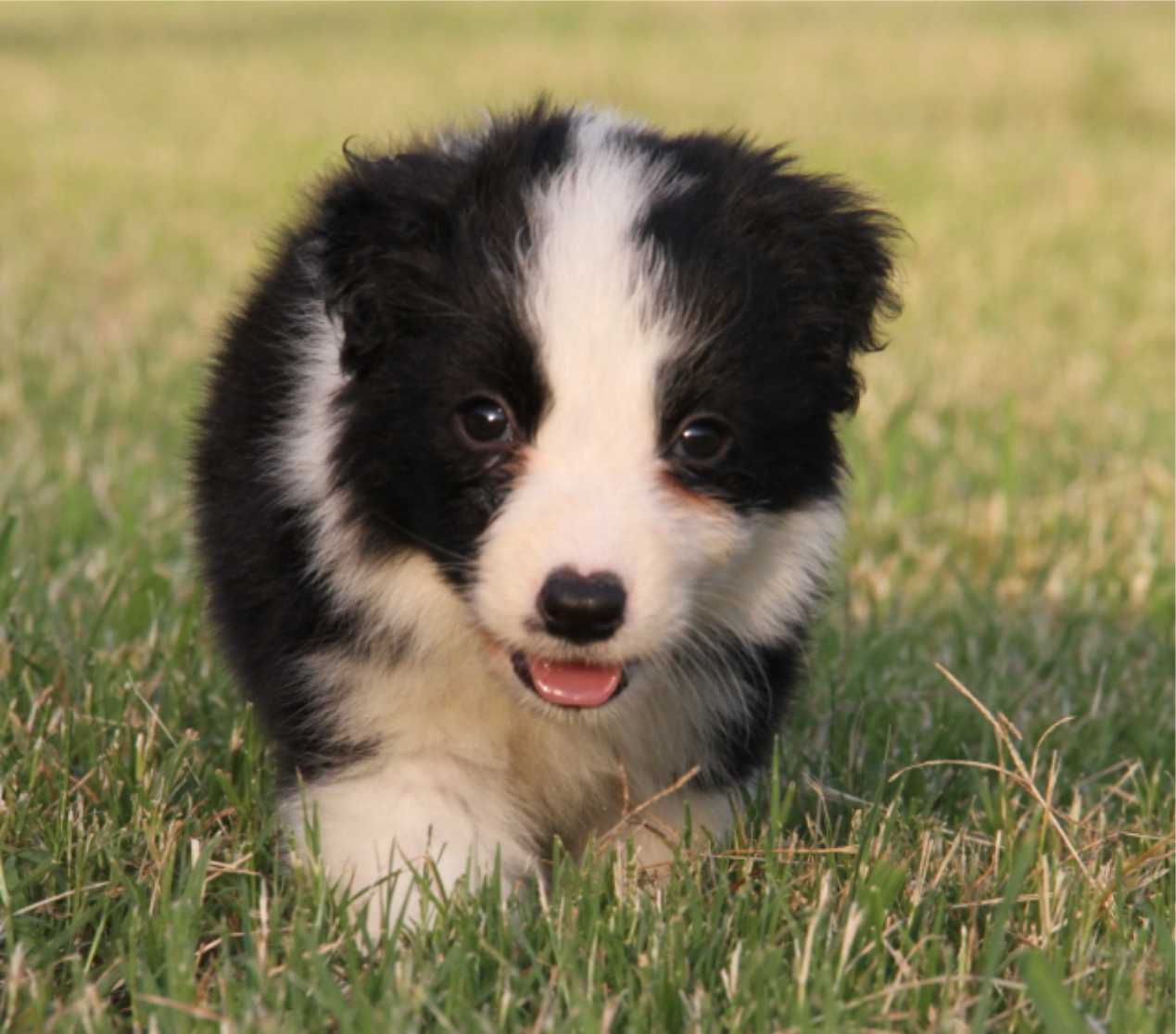 网络成瘾如何治