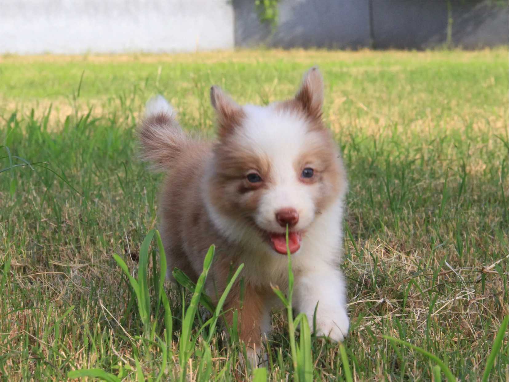 抚慰犬帮你走出自罪思维