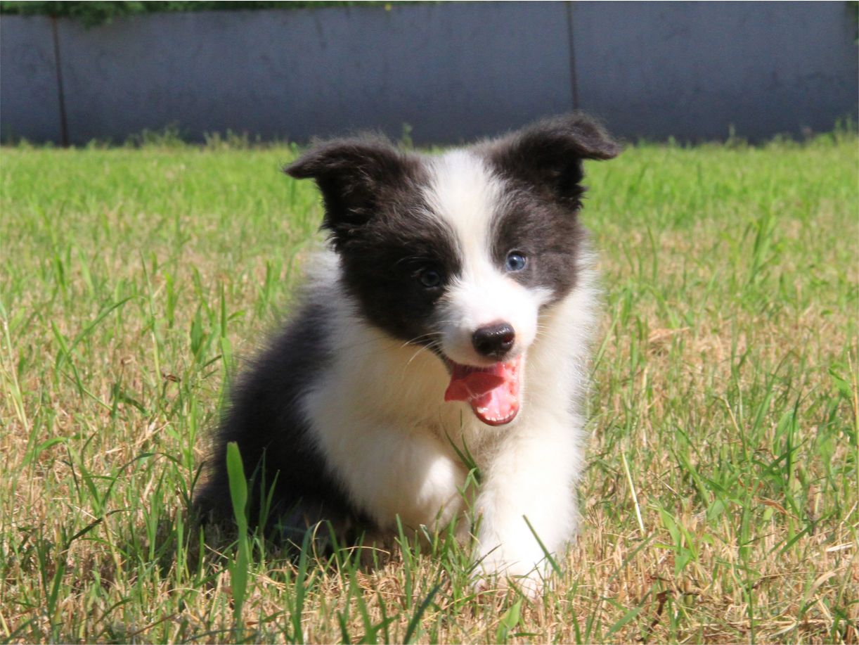 中国精神辅助犬：为惊恐发作患者点亮一道希望之光