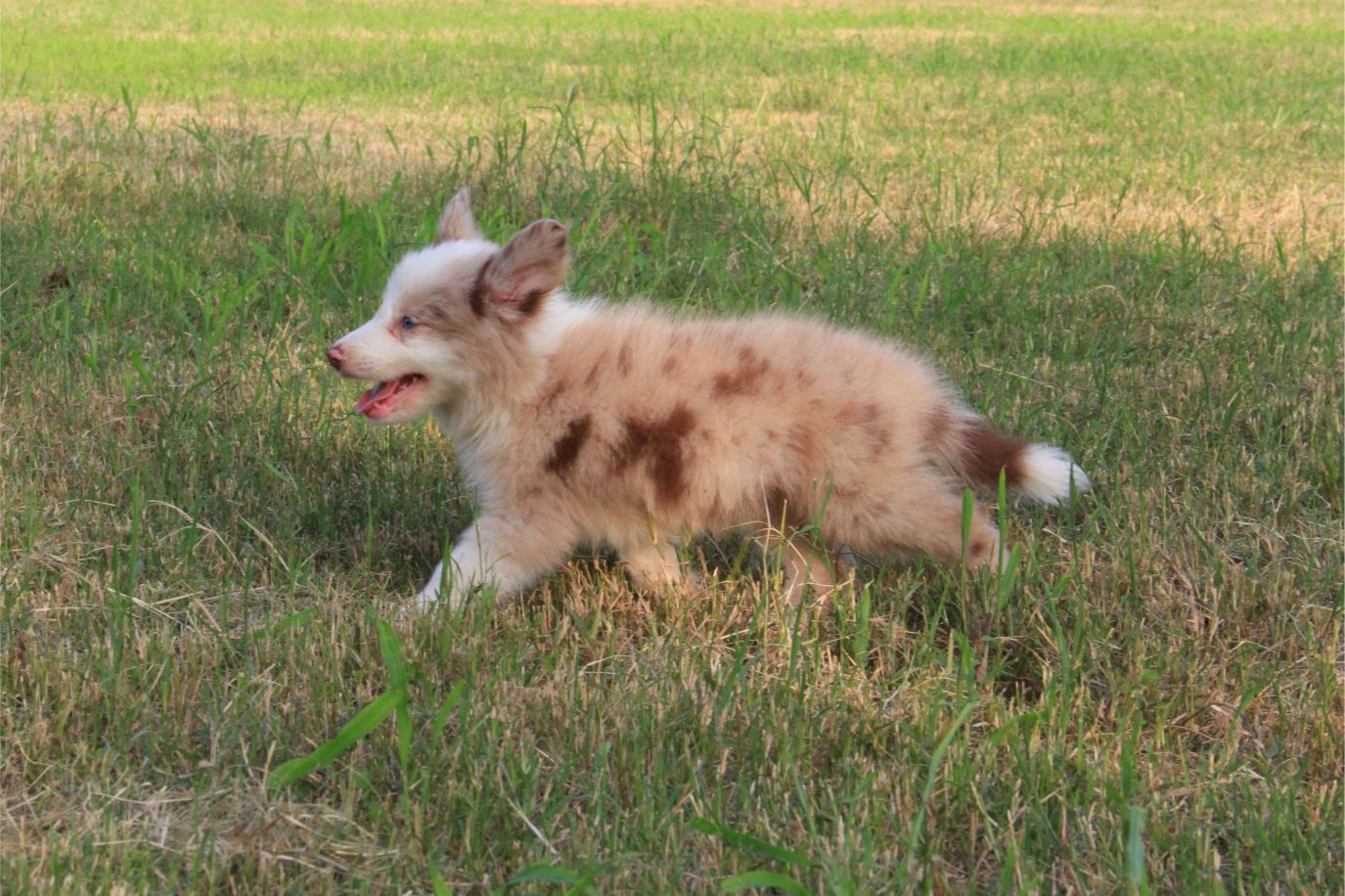 抚慰犬帮你渡过亲人离世的痛苦