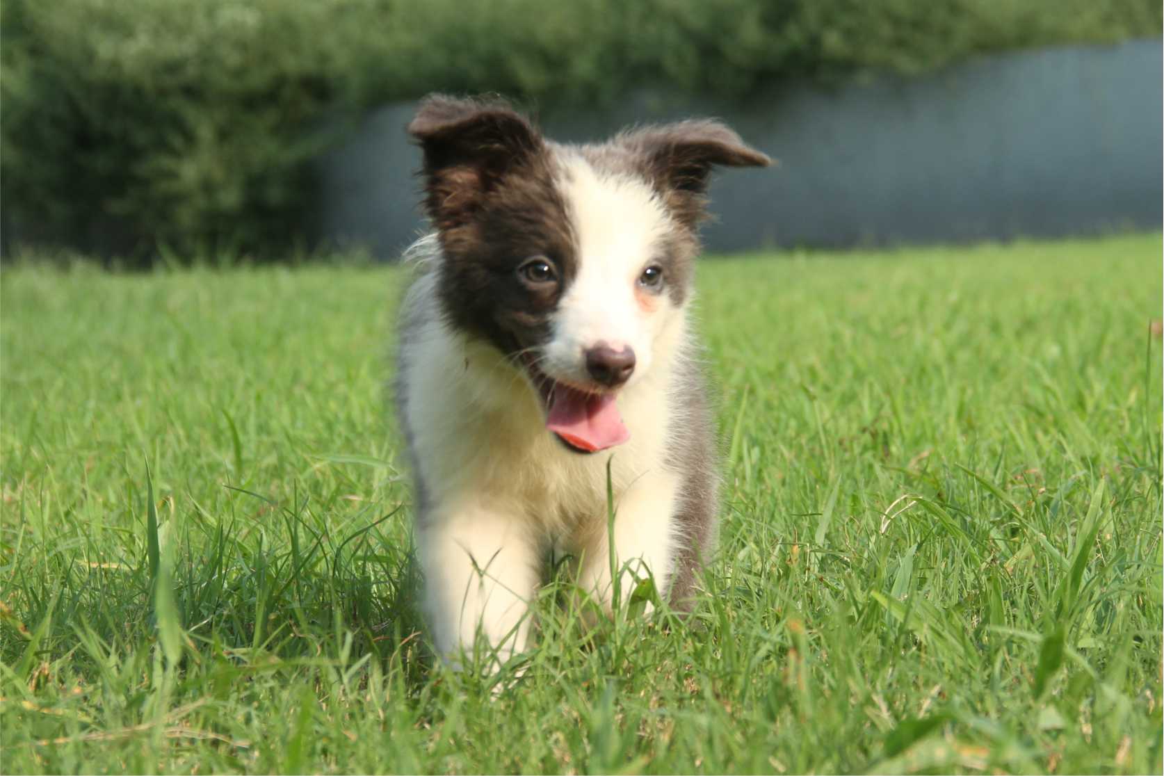 抚慰犬与留守儿童的温暖邂逅