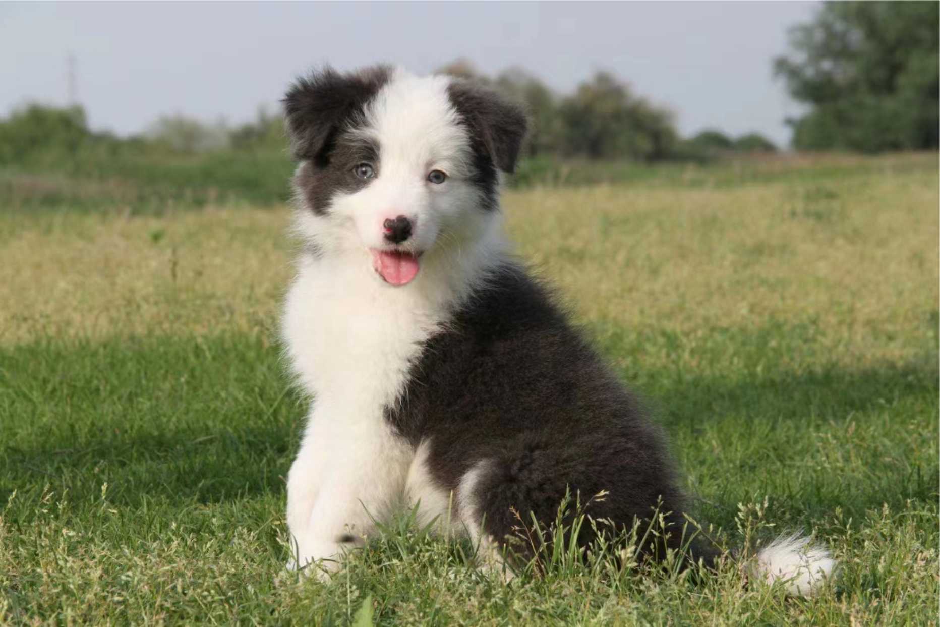 抚慰犬帮你走出恋爱脑